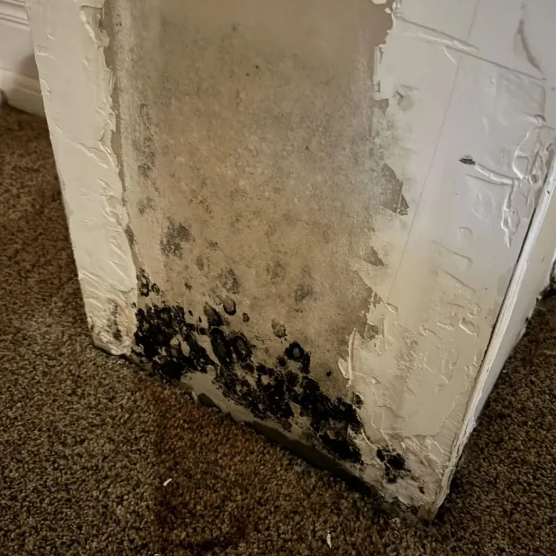 Professional Mold Removal in Caledonia, MS